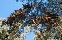 Over thirty thousand butterflies gathered in Pismo Beach.