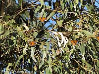 butterfly grove03