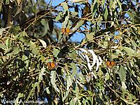butterfly grove04