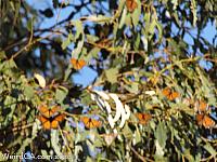 butterfly grove05