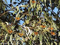 butterfly grove06