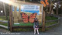 butterfly grove10