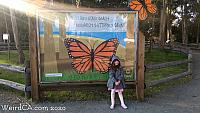 butterfly grove11