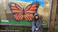 butterfly grove12