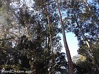 butterfly grove15