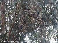 butterfly grove16