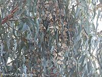 butterfly grove17