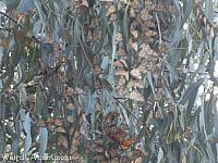 butterfly grove18