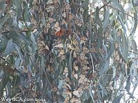 butterfly grove19