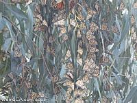 butterfly grove20