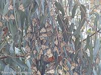 butterfly grove21