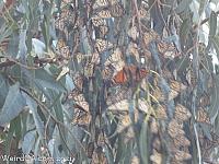 butterfly grove22