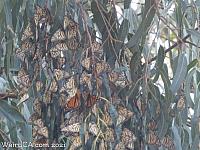 butterfly grove23