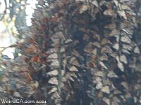 butterfly grove25
