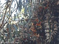 butterfly grove26