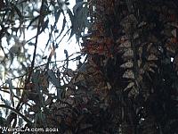 butterfly grove27