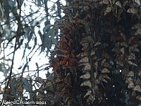 butterfly grove28