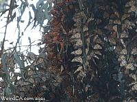 butterfly grove29