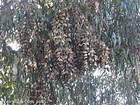 butterfly grove30