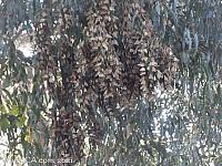butterfly grove31