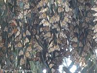 butterfly grove33