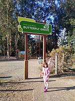 butterfly grove35