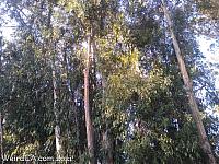 butterfly grove37
