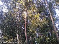 butterfly grove38