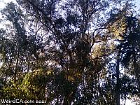 butterfly grove39