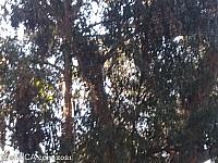 butterfly grove40
