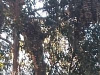 butterfly grove41
