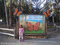 butterfly grove42
