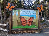 butterfly grove43
