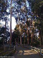 butterfly grove45