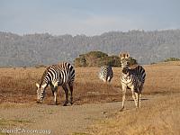 San Simeon Zebras
