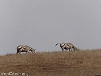 zebras07