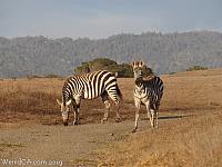 San Simeon Zebras