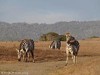 zebras15