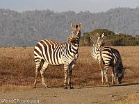 zebras18
