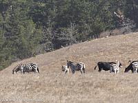 San Simeon Zebras