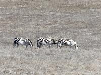 zebras49