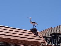 Stork on a rooftop