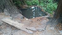 Koi Pond