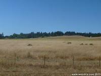 UCSC Haunted Meadow