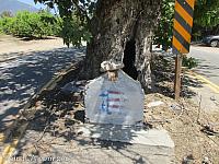 Sycamore Tree