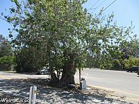 The Sycamore Tree at the end of Sycamore Road