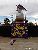 golden goose08