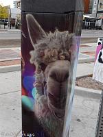 llamaparking14