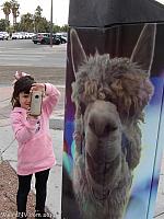 llamaparking18