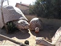 Giant Turtles of Boron